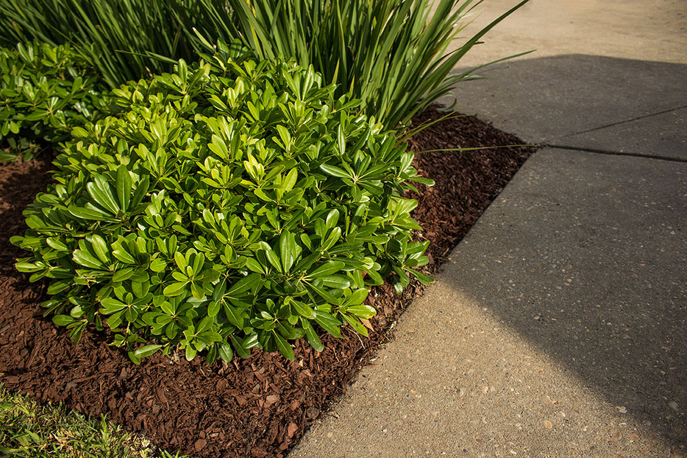 Landry's Landscape Portfolio